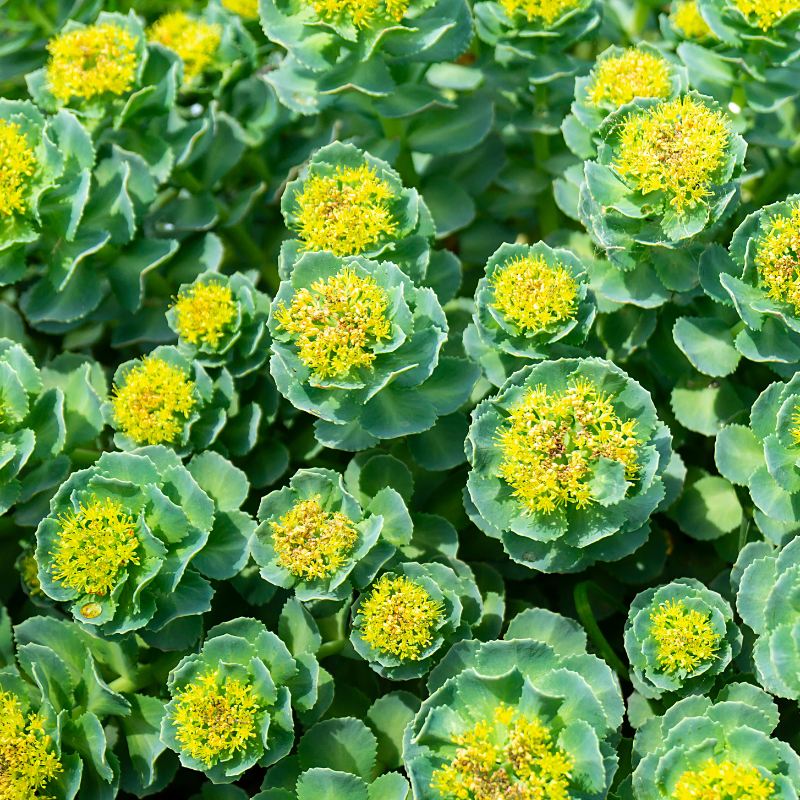 Rhodiola rosea et ses effets potentiels sur le stress et la santé cognitive