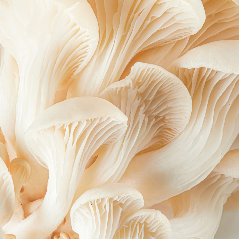 Hericium erinaceus erinacines un potentiel neuroprotecteur pour la santé cognitive