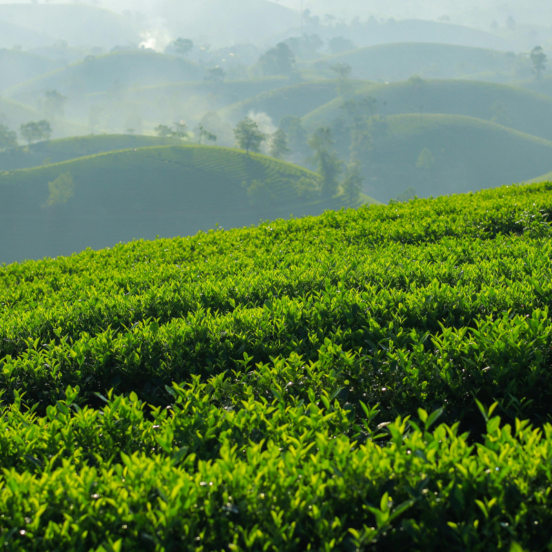 L-theanine un potentiel effet sur l’attention et la cognition en association avec la caféine