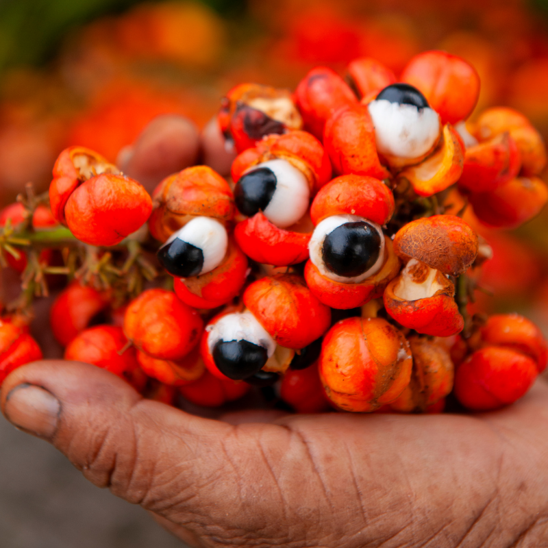 Guarana un potentiel léger d’amélioration du temps de réponse lors de tâches cognitives