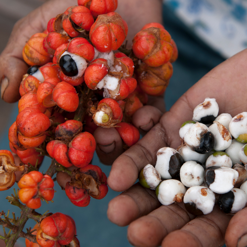 Guarana un potentiel stimulant sur certains aspects de la cognition humaine