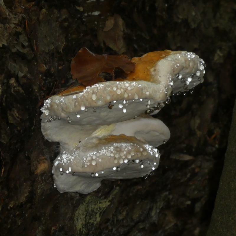 Ganoderma lucidum triterpenoïdes anti-inflammatoires un aperçu des composés bioactifs