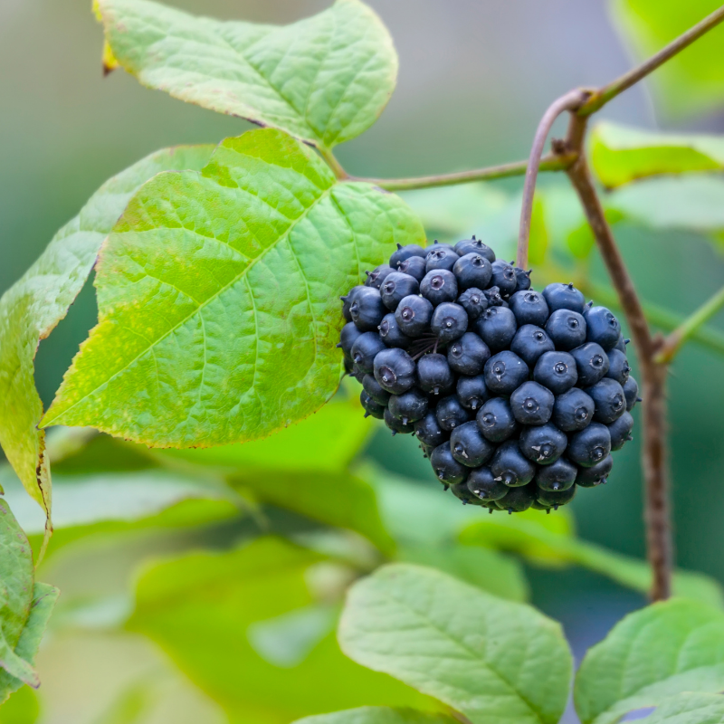 Eleutherococcus senticosus polysaccharides activités biologiques et perspectives pour le cerveau