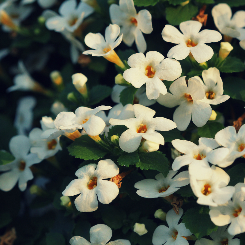 Bacopa monnieri un potentiel modulateur de la mémoire et des fonctions cognitives chez les personnes âgées