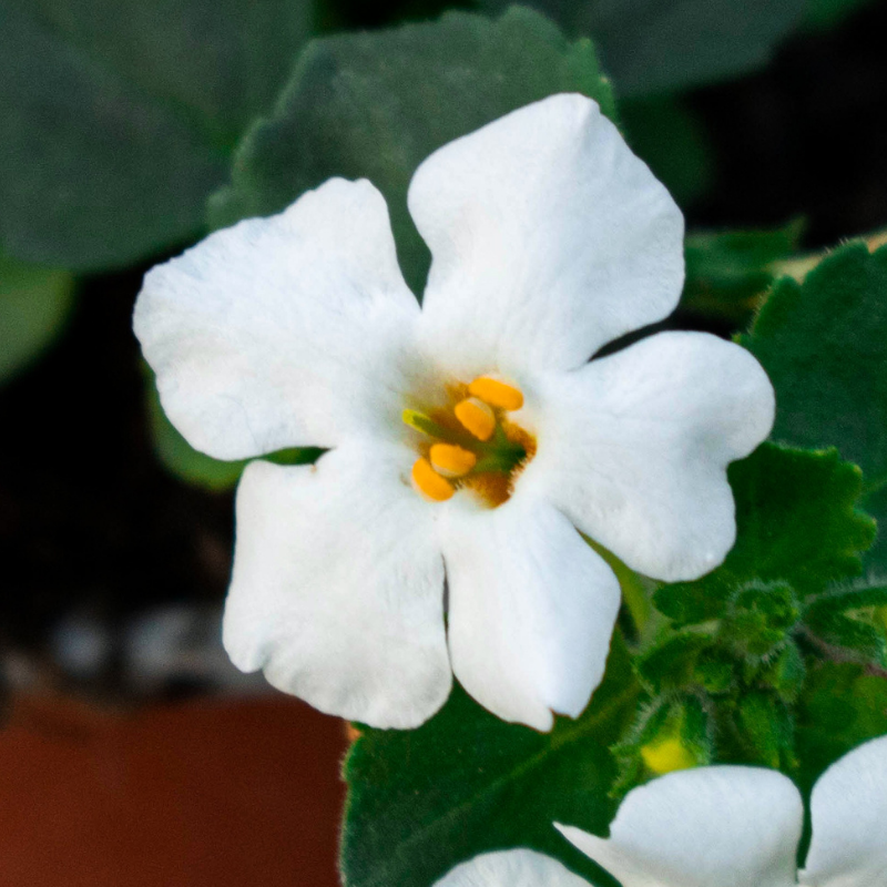 Bacopa monnieri un potentiel stimulateur de neurogenèse hippocampique