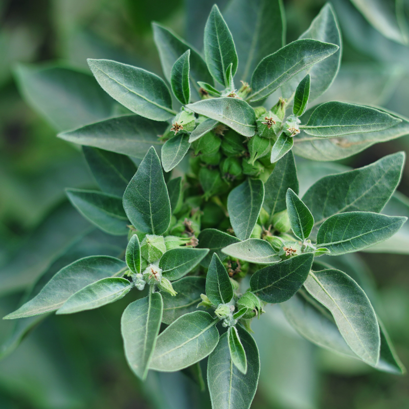 Ashwagandha et les effets neuropsychiatriques liés au stress