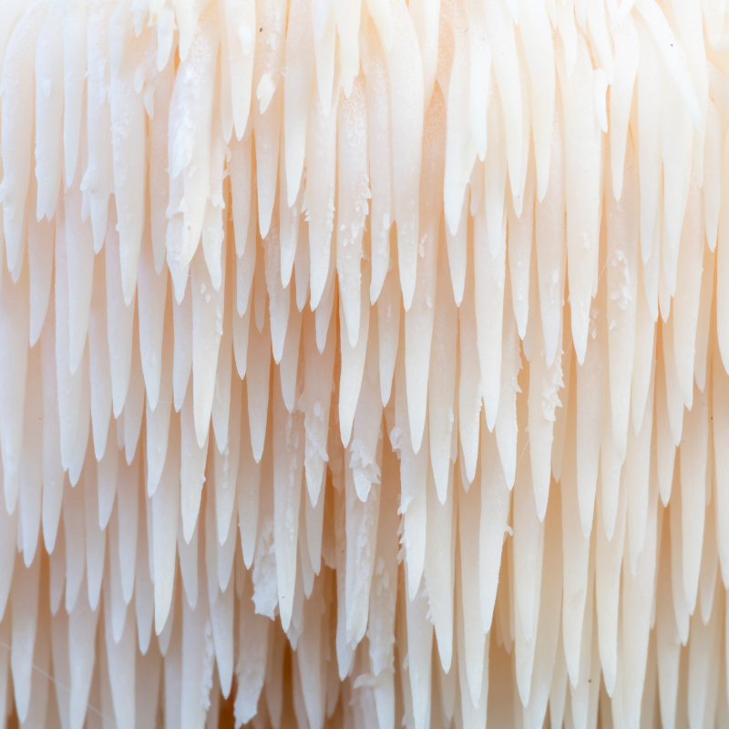 Hericium erinaceus un potentiel effet neurotrophique lié à la croissance neuronale pour la santé cognitive