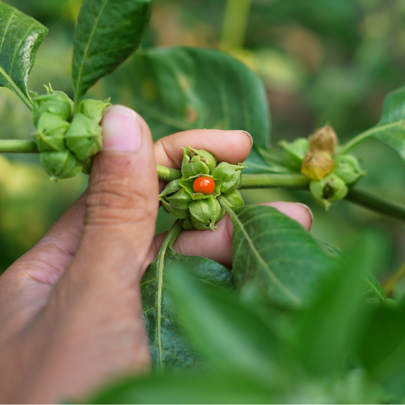 Ashwagandha un rôle potentiel sur la régulation du cortisol lié au stress
