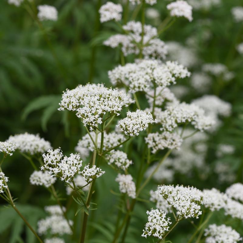 Valeriana officinalis un potentiel impact sur l’anxiété et les troubles du sommeil