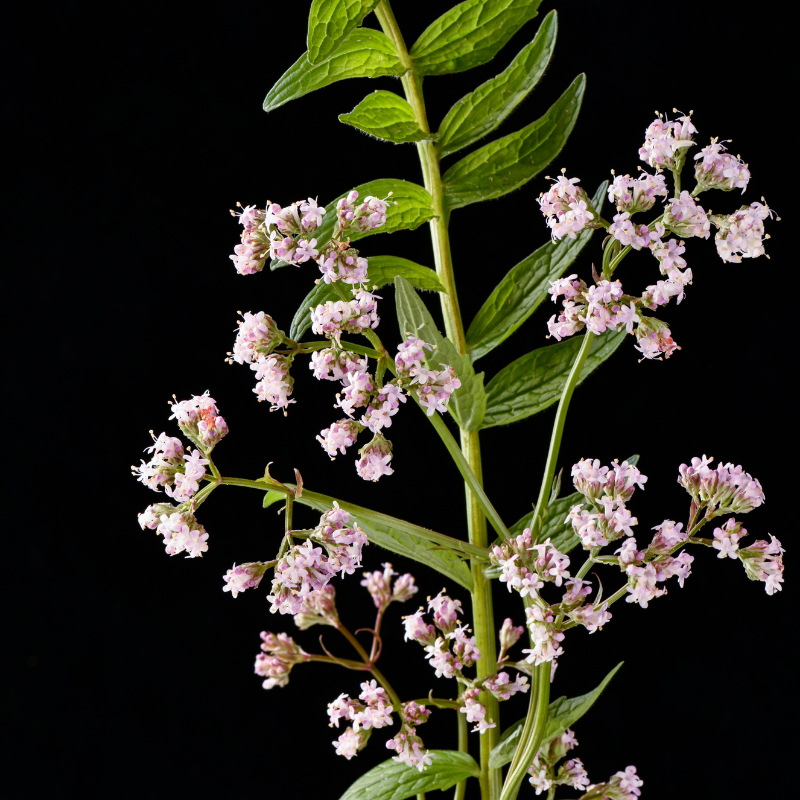 Valeriana officinalis un potentiel impact sur le cerveau via le sommeil et la modulation du système nerveux