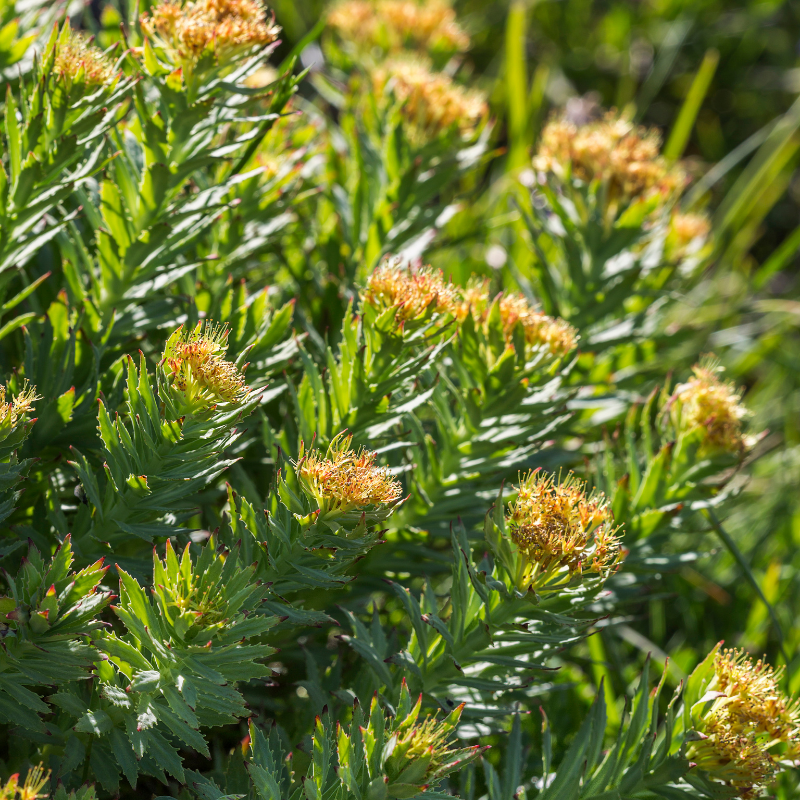 Rhodiola rosea un potentiel soutien des fonctions cognitives liées au stress