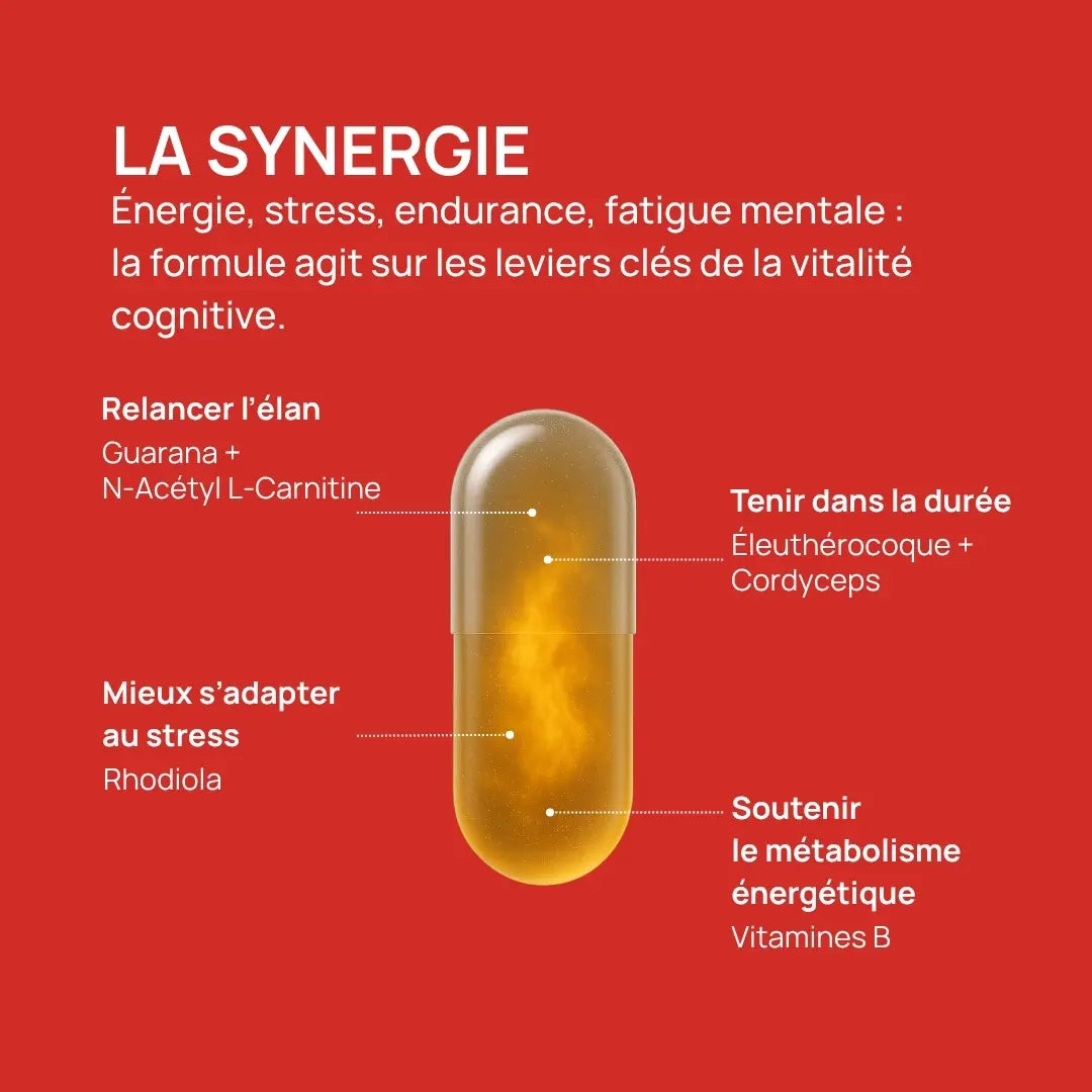 Synergie des actifs de Mental Energy avec guarana, rhodiola, cordyceps et vitamines B