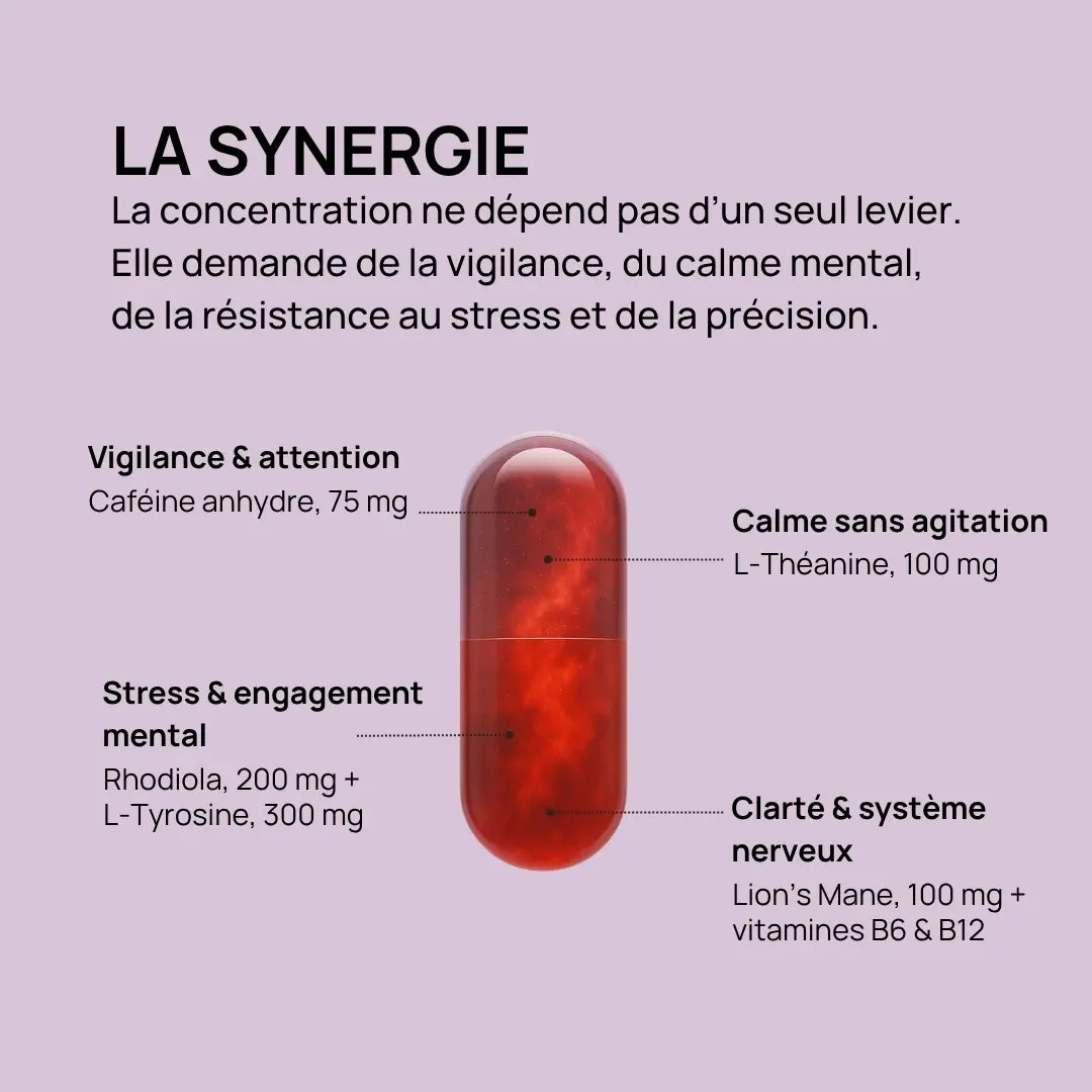 Synergie des actifs de Total Focus avec caféine, L-théanine, rhodiola et Lion’s Mane