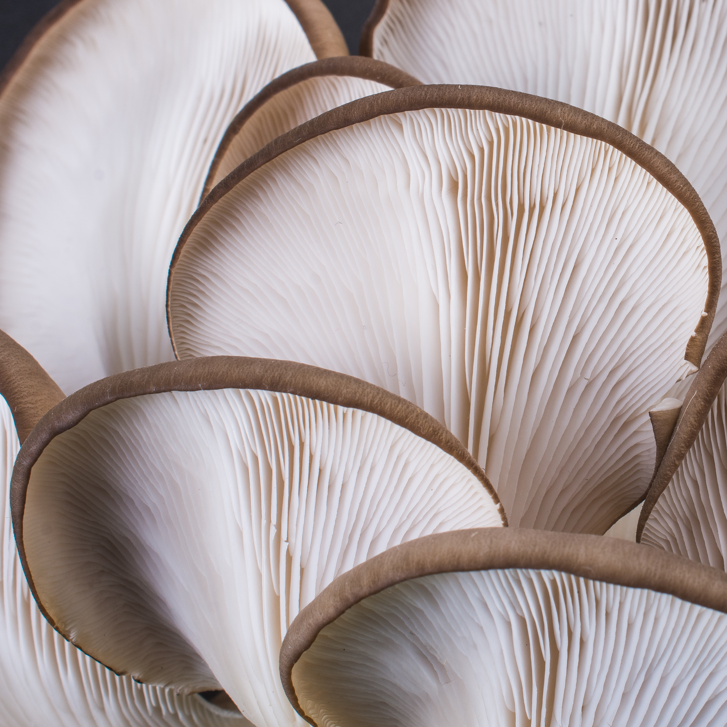Hericium erinaceus Lion’s Mane un champignon clé pour la santé cognitive