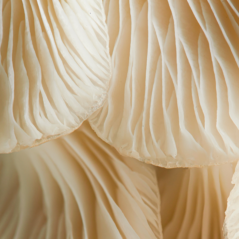 Hericium erinaceus un potentiel soutien des fonctions cognitives chez l’humain