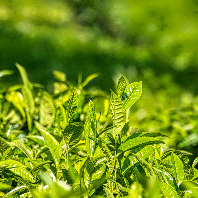 L-Theanine un potentiel effet sur les fonctions cognitives et le stress