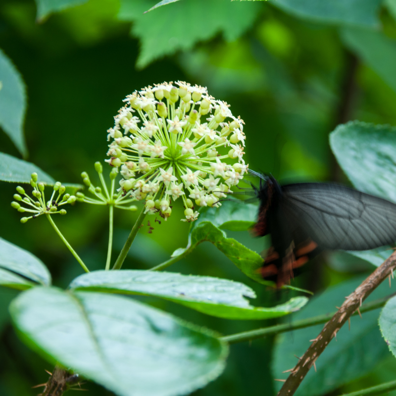 Eleutherococcus senticosus neuroprotection et modulation des processus neuronaux