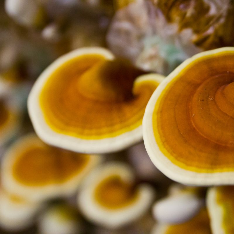 Ganoderma lucidum potent pharmacological macrofungus et implications pour la santé cognitive