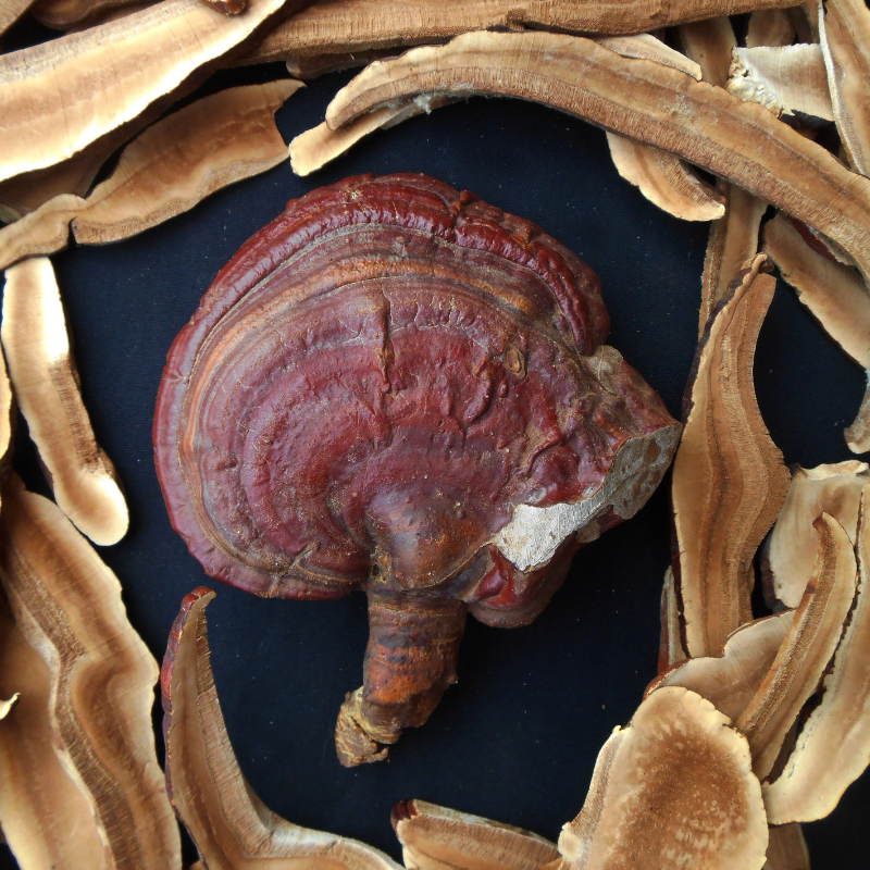 Ganoderma applanatum une exploration des effets anxiolytiques et sédatifs sur le système nerveux central