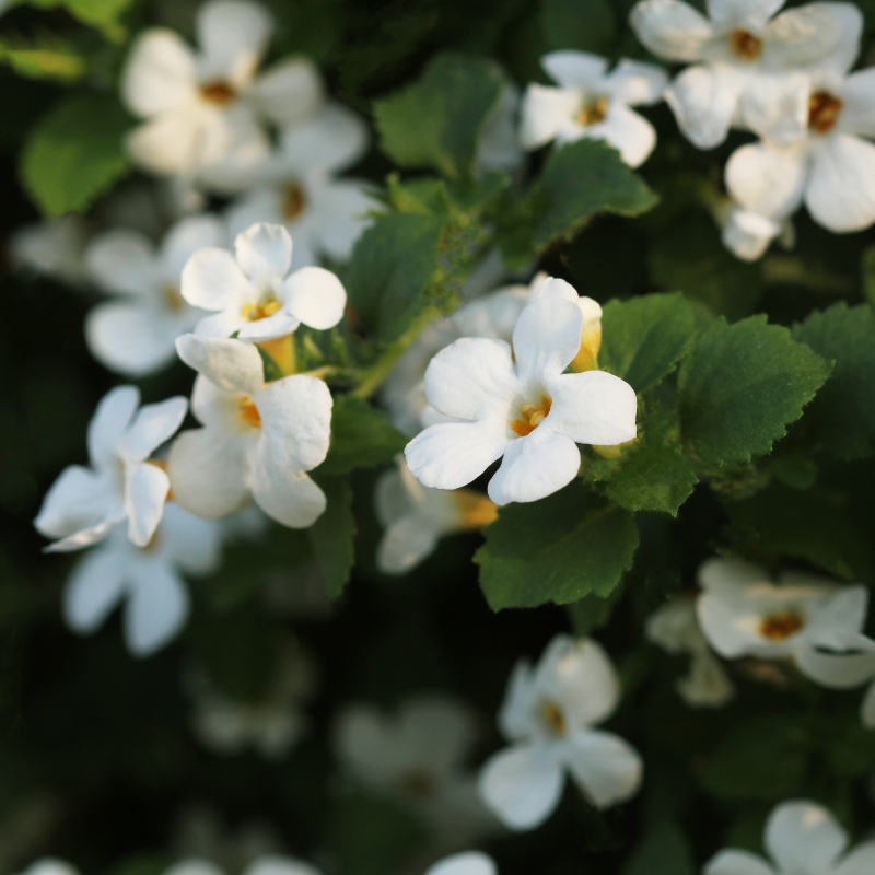 Bacopa monnieri un potentiel neuroprotecteur et modulateur des processus cognitifs
