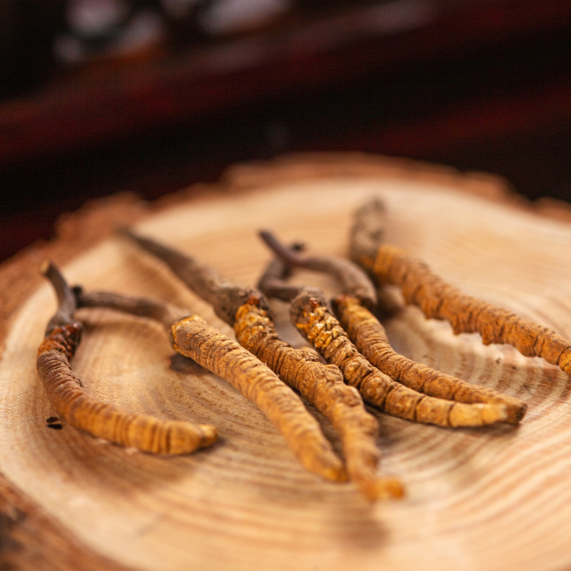 Cordyceps sinensis un potentiel effet antifatigue et antistress lié à des processus physiologiques