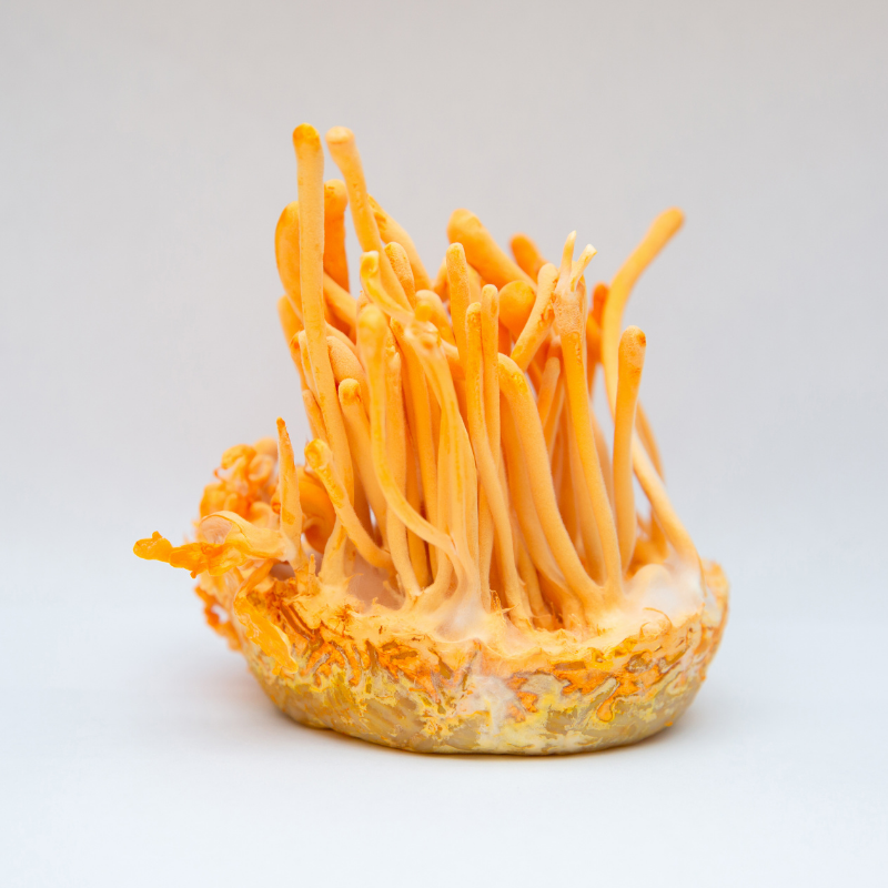 Cordyceps militaris un potentiel effet protecteur sur les mitochondries et anti-âge