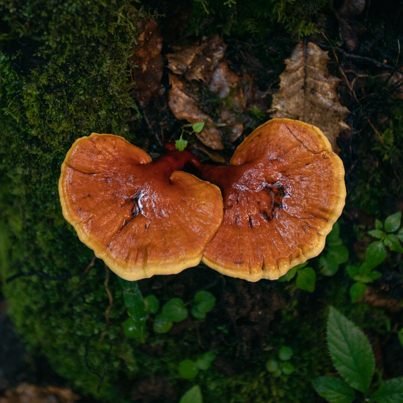 Ganoderma lucidum polysaccharides un aperçu des propriétés antineurodégénératives et cognitives