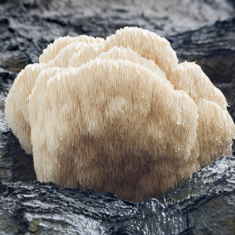 Hericium erinaceus un potentiel effet aigu sur la performance cognitive pour la santé cognitive