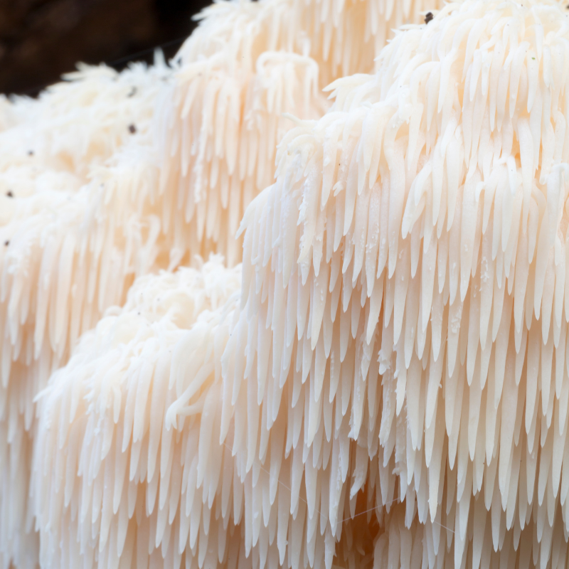 Hericium erinaceus un potentiel effet sur l’altération cognitive légère pour la santé cognitive