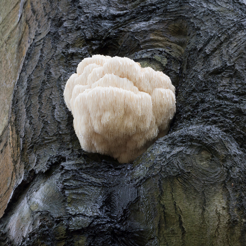 Hericium erinaceus un potentiel neuroprotecteur pour la santé cognitive