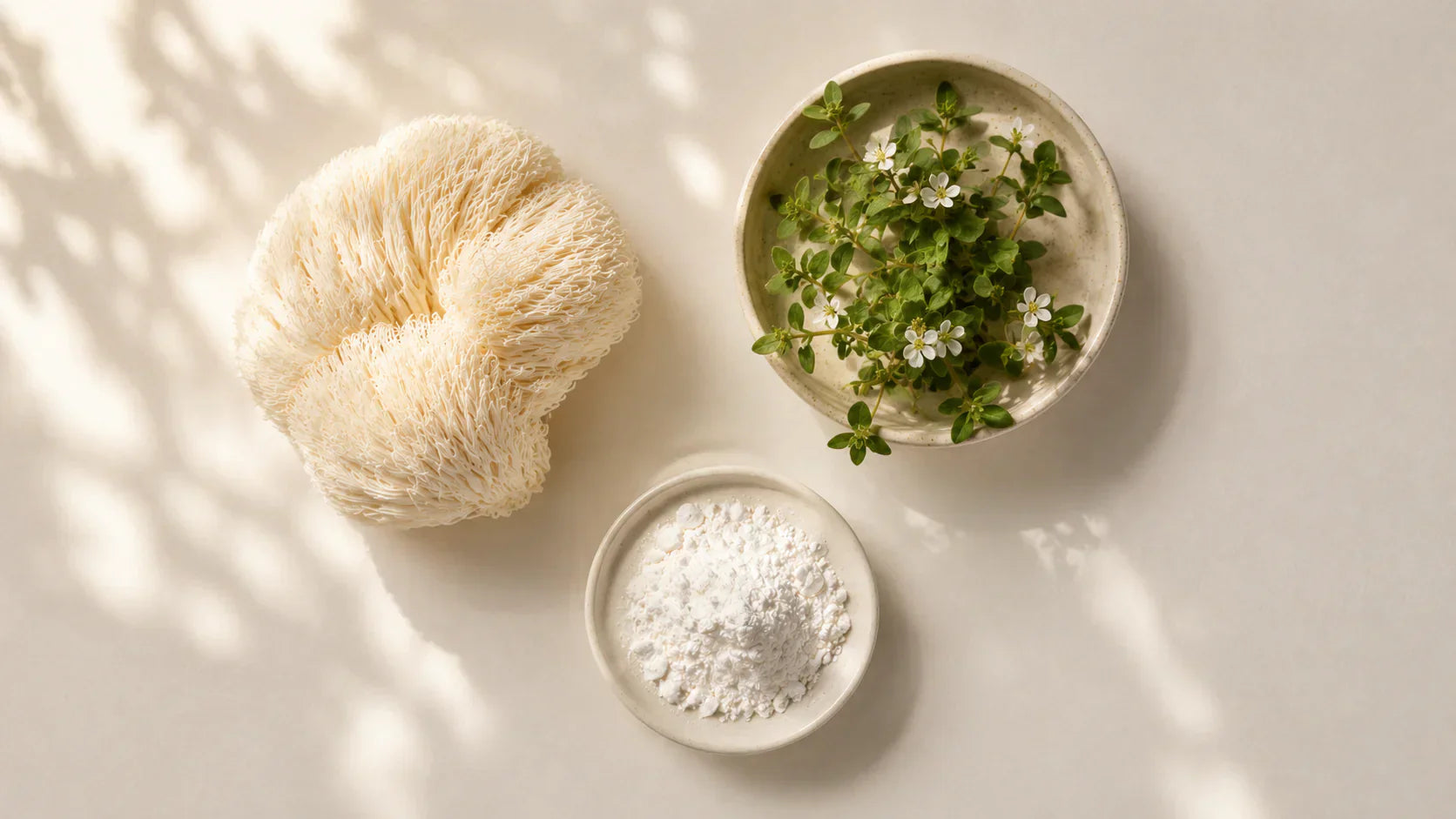 La mémoire ne se booste pas en un jour. Elle se travaille en profondeur. Bacopa, CDP-choline, Lion's Mane : voici comment les comparer et choisir en 2026.