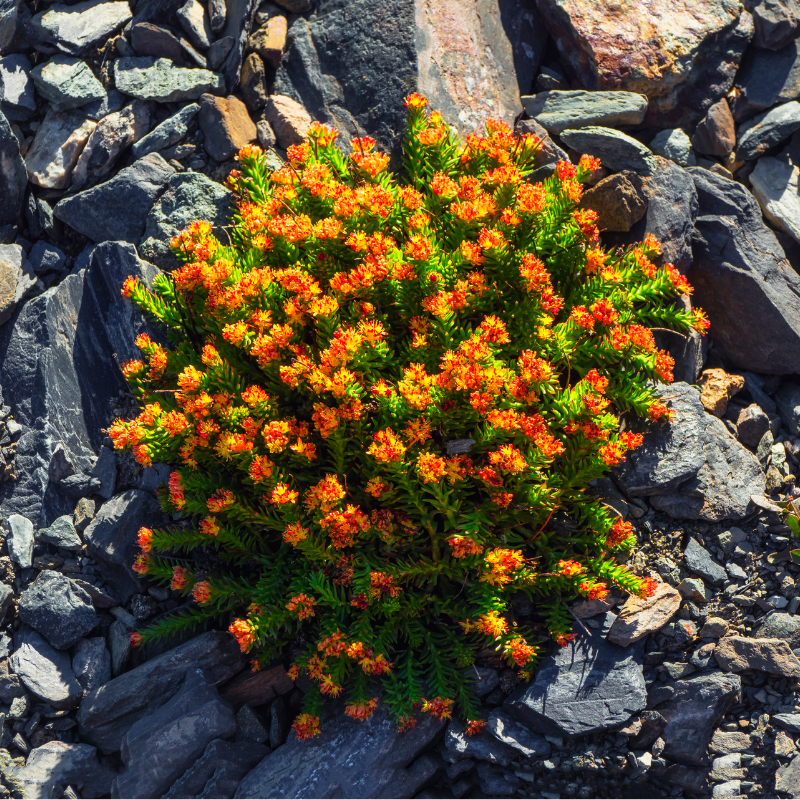 Rhodiola rosea un aperçu des effets sur la fatigue mentale liée à la cognition