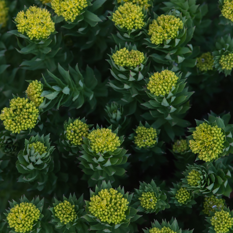 Rhodiola rosea un aperçu des mécanismes antistress et potentiellement liés à la cognition